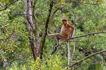 Proboscis monkey (Nasalis larvatus) sitting mangrove, Borneo.