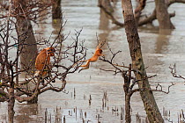 Proboscis monkeys (Nasalis larvatus) adult watching baby jumping from tree to tree in mangroves, Borneo.