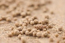 Sand bubbler (Dotillidae) crab making sand pellets, Daintree, Queensland, Australia