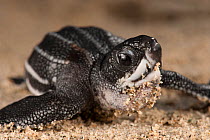 Leatherback turtle (Dermochelys coriacea) hatchling, Jamursbamedi, West Papua, Irian Jaya, Indonesia.