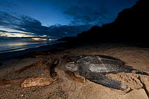 Leatherback turtle (Dermochelys coriacea) female nesting on the beach. Jamursbamedi, West Papua, Irian Jaya, Indonesia.