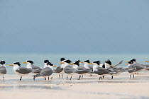 Flock of Crested terns (Sterna bergii) on the sand bar of Bird Islet, Tubbataha Reefs, Sulu Sea, Philippines.