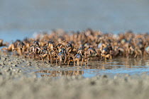 Soldier crabs (Mictyris longicarpus) group on beach, Far North Queensland, Australia.