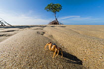 Soldier crab (Mictyris longicarpus) on beach, Far North Queensland, Australia.