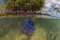 Split level of  large Purple crown jellyfish (Netrostoma setouchina) in shallows of mangroves. Mali Island, Macuata Province, Fiji, South Pacific.