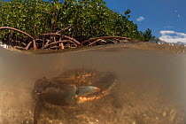 Mud crabs (Scylla serrata) in the water by the mangrove roots, split level image. Mali Island, Macuata Province, Fiji, South Pacific.