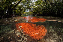 Coral reef split level with mangroves. Raja Ampat, West Papua, Irian Jaya, Indonesia.