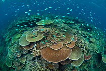 RF- Acropora table and staghorn corals with Bluegreen chromis (Chromis viridis) shoal. Great Barrier Reef, Queensland, Australia. (This image may be licensed either as rights managed or royalty free....