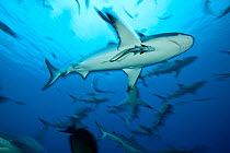Grey reef sharks (Carcharhinus amblyrhynchos) group, one with Remora (Remora) Coral Sea, Great Barrier Reef, Queensland, Australia.