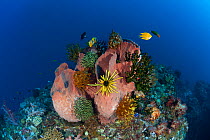 Giant barrel sponge (Xestospongia testudinaria) with crinoids, Kimbe Bay, West New Britain, Papua New Guinea.