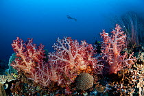 Soft coral (Dendronephthya sp.) in coral reef with diver. Kimbe Bay, West New Britain, Papua New Guinea.