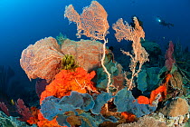 Bright orange sponge and massive gorgonian (Alcyonacea) fan corals in the reef. Kimbe Bay, West New Britain, Papua New Guinea.