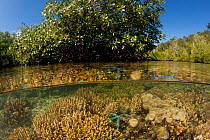 Split level of a shallow coral reef and mangroves, Irian Jaya, Raja Ampat, West Papua, Indonesia.