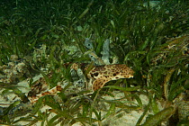Raja Ampat epaulette shark (Hemiscyllium sp.) North Raja Ampat, West Papua, Indonesia.