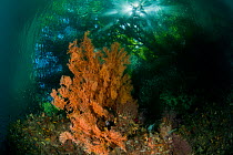 Trees at surfaces casting shadow over shallows, with Gorgonian fan coral (Alcyonacea) and Tunicates, in the shallows. North Raja Ampat, West Papua, Indonesia