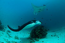 Giant manta rays (Manta birostris) at a cleaning station with cleaner wrasses. North Raja Ampat, West Papua, Indonesia