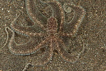 Longarm octopus (Octopus sp.) well camouflaged in the sand. Manado, North Sulawesi, Indonesia.