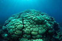 Massive Boulder coral (Gardineroseris planulata). Buyat Bay, North Sulawesi, Indonesia.