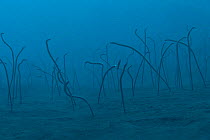 Garden eels (Heteroconger enigmaticus) on sea floor, Komodo National Park, Flores, Nusa Tenggara, Indonesia.