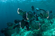 Bumphead parrotfish (Bolbometopon muricatum) shoal. Sipadan Island, Sabah, Borneo.