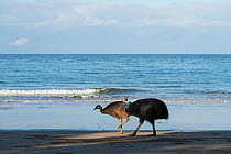 Southern cassowary (Casuarius casuarius) adult and young on beach, Etty Bay, Queensland, Australia. Not available for use in Germany, Austria and Switzerland.