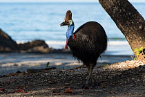 Southern cassowary (Casuarius casuarius) on beach, Etty Bay, Queensland, Australia. Not available for use in Germany, Austria and Switzerland.