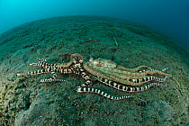 Mimic octopus (Thaumoctopus mimicus) mating, Manado, North Sulawesi, Indonesia.