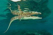 Saltwater crocodile (Crocodylus porosus) swimming at the surface. Norman River, Normanton, Queensland, Australia.