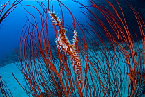 Harlequin ghost pipefish (Solenostomus paradoxus) amongst Red sea whips (Ellisella sp) Kimbe Bay, New Britain, Papua New Guinea.