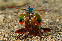 Peacock Mantis Shrimp (Odontodactylus scyllarus) Kimbe Bay, West New Britain, Papua New Guinea.