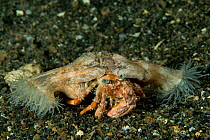 Hermit crab (Dardanus pedunculatus) with anemones, at Kimbe Bay, West New Britain, Papua New Guinea.