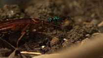 Jewel wasp (Ampulex compressa) biting off the antennae of an American cockroach (Periplaneta americana). Captive.