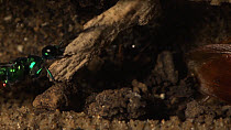 Jewel wasp (Ampulex compressa) starting to seal an American cockroach (Periplaneta americana) into its nest. Captive.