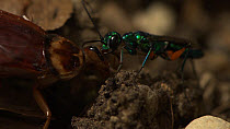 Close up shot of a Jewel wasp (Ampulex compressa)  leading an American cockroach (Periplaneta americana) by the antennae. Captive.