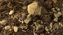 Wide angle shot of a Jewel wasp (Ampulex compressa) leading a stung American cockroach (Periplaneta americana) to its nest. Captive.