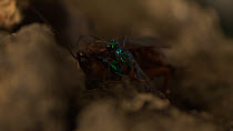 Jewel wasp (Ampulex compressa) stinging an American cockroach (Periplaneta americana) in order to paralyse it. Captive.