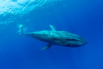 Pygmy blue whale (Balaenoptera musculus brevicauda) Mirissa, Sri Lanka, Indian Ocean. Endangered species. Subspecies of Blue Whale.