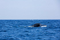 Tail of Pygmy blue whale (Balaenoptera musculus brevicauda)  at surface, Mirissa, Sri Lanka, Indian Ocean. Endangered species. Subspecies of Blue Whale.