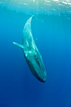 Pygmy blue whale (Balaenoptera musculus brevicauda) subspecies of blue whale, diving downwards, Mirissa, Sri Lanka, Indian Ocean. Endangered species.
