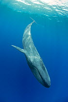 Pygmy blue whale (Balaenoptera musculus brevicauda) diving downwards, Mirissa, Sri Lanka, Indian Ocean. Endangered species. Subspecies of Blue Whale.
