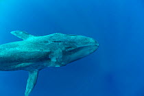 Pygmy blue whale (Balaenoptera musculus brevicauda) Mirissa, Sri Lanka, Indian Ocean. Endangered species. Subspecies of Blue Whale.