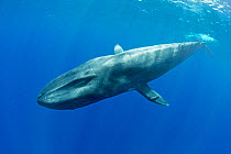 Pygmy blue whale (Balaenoptera musculus brevicauda) subspecies of blue whale, Mirissa, Sri Lanka, Indian Ocean. Endangered species.