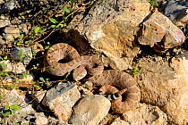 Western diamondback rattlesnake (Crotalus atrox)  high angle view, Arizona, USA, September. Controlled conditions.