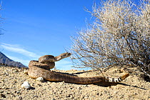 Western diamondback rattlesnake (Crotalus atrox)  coiled up with rattle up, Arizona, USA, Controlled conditions