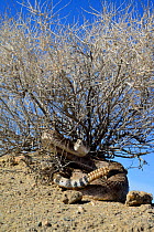 Western diamondback rattlesnake (Crotalus atrox) sheltering under bush, Arizona, USA, October. Controlled conditions.