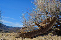 Western diamondback rattlesnake (Crotalus atrox) with tail wrapped in bush, Arizona, USA, October. Controlled conditions.