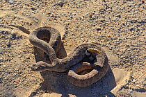 Western diamondback rattlesnake (Crotalus atrox) high angle view, Arizona, USA, October. Controlled conditions