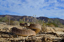Western diamondback rattlesnake (Crotalus atrox) tasting air, in habitat, Arizona, USA, October. Controlled conditions