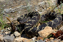 Arizona black rattlesnake (Crotalus cerberus) rattling tail, Arizona, USA, September. Controlled conditions.