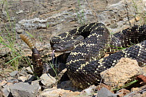 Arizona black rattlesnake (Crotalus cerberus) tasting air and rattling tail, Arizona, USA, September. Controlled conditions.